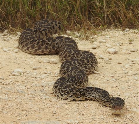 Do Bull Snakes Kill Rattle Snakes