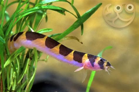 Kuhli Loaches Care