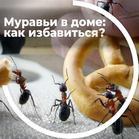 Статья: Муравьи в доме | Интернет-магазин для дачников