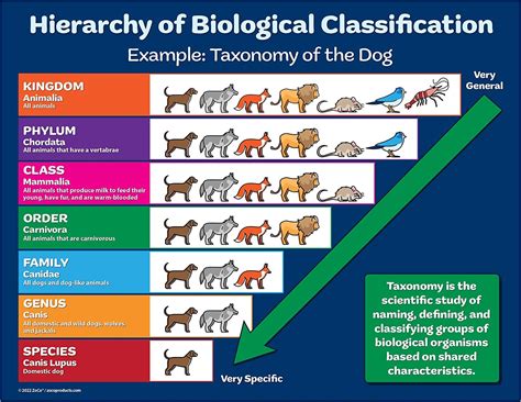 Image result for Classification System Biology Definition