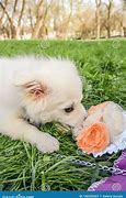 Image result for Dog Able Bouquet