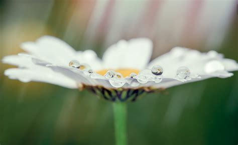 Flower_Pearl_White_Dew_Mist_Snow_ice_Nature_Forest_Plant_Bush_Ball ...