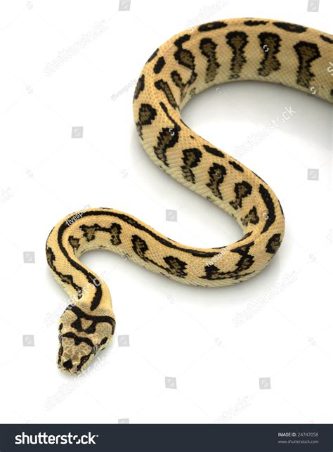 Image result for Jaguar Carpet Python