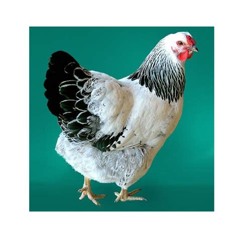 Baby Chicks: Columbian Wyandotte - Female | Pet chickens, My pet ...