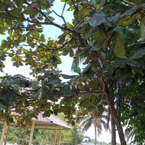 Marian College of Arts & Science