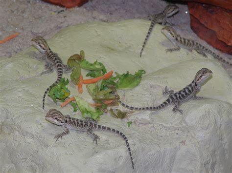 Bartagamen Bartis Echsen Babys ohne Terrarium in Hattersheim | Tiere ...