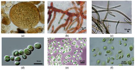 Diversity of Cyanobacteria and Algae in Biological Soil Crusts of the ...