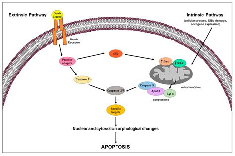 Estrogen Receptors-Mediated Apoptosis in Hormone-Dependent Cancers