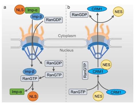 The Rules and Functions of Nucleocytoplasmic Shuttling Proteins