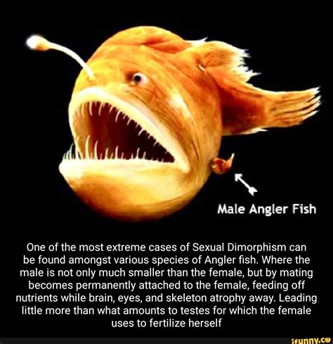 Extreme Cases Of Sexual Dimorphism That Shock Reality