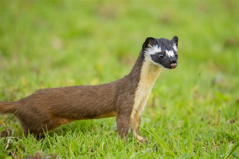 17 Duck Predators - Common And Not-So-Common Ones