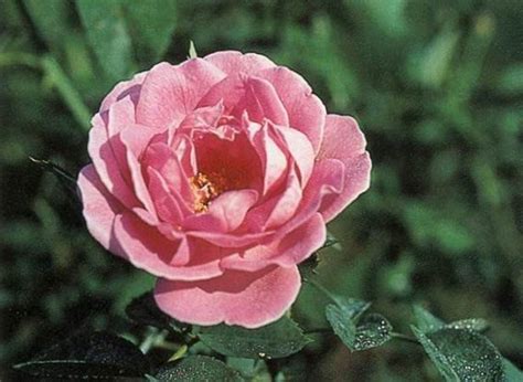 Surrender : spiritual meaning of flower by The Mother