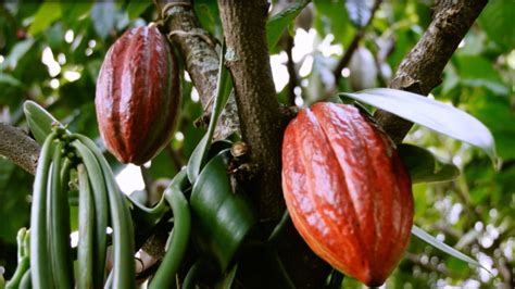 Where Do Cocoa Beans Come From? | LINDT