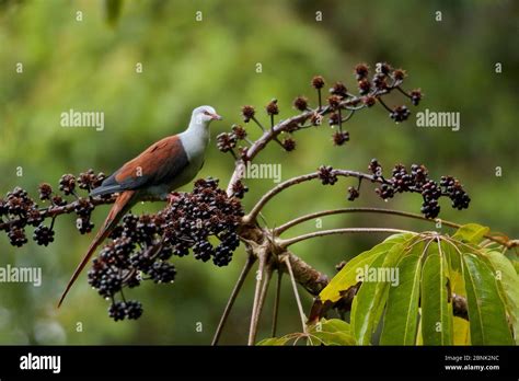 Image result for Directory with Search Field HTML/JavaScript CodePen