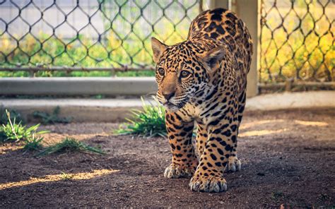 Download wallpaper mesh, the fence, leopard, walk, face, cub, zoo ...