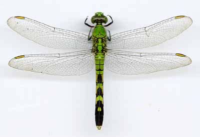 4-H Virtual Insect Collection 的图像结果