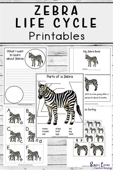 Zebra Life Cycle Printables - Simple Living. Creative Learning