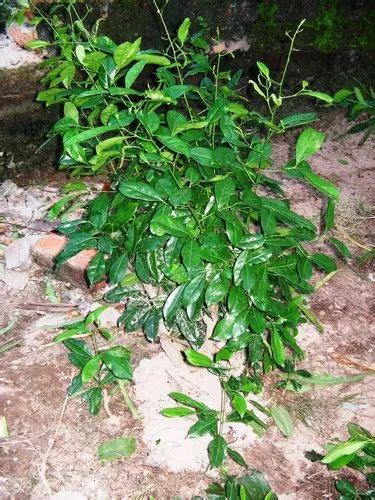 Manufacturer of Indian Spice & Herbal Medicine For Immune System by ...