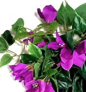 Buy Nutts Artificial Bougainvillea Silk Vines Hanging Flower Stems for ...
