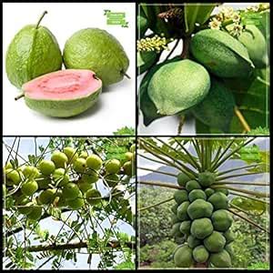 Creative Farmer Varieties Of Seeds Combo Fruit : Psidium Guava, Malabar ...