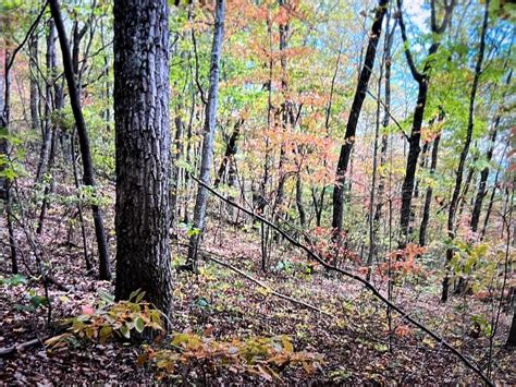245 Hill Rd, Pikeville, TN 37367 [Lot/Land] | Homes.com