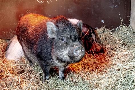Vietnamese Pot-Bellied Pig – Utica Zoo