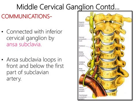 Superior Cervical Ganglion