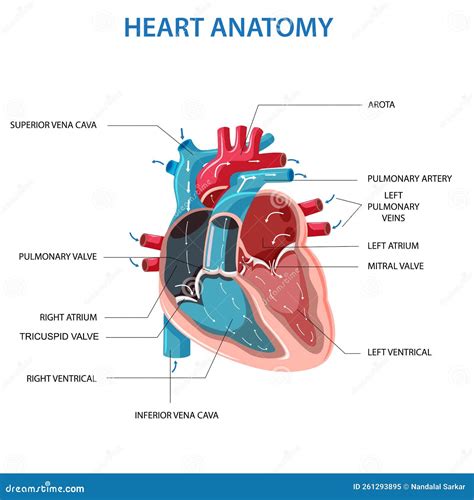 Human Heart Anatomy Vector Illustration | CartoonDealer.com #261293895