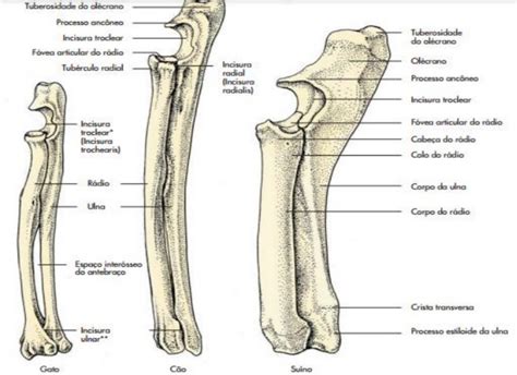 Radio E Ulna Animal - RETOEDU