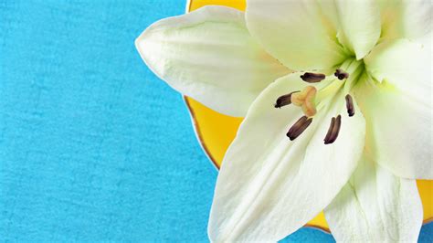Download wallpaper 2048x1152 lily, pollen, petals, flower, white, macro ...