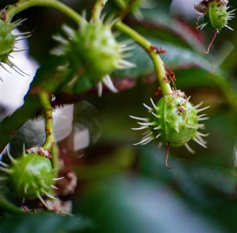 How To Grow A Chestnut Tree From A Chestnut