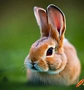 Image result for 3 Baby Rabbit