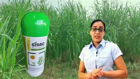 Plant Growth Regulator - Key-Gib Gibrellic Acid 0.001% L Plant Growth ...