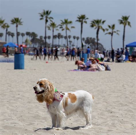 What La Beaches Allow Dogs