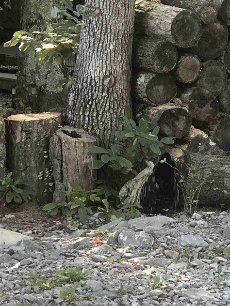 How Does Raising Chickens Compare to Raising Ducks? - BackyardChickenNews