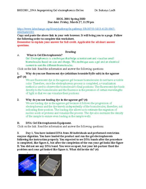 Image result for DNA Fingerprinting Lab Worksheet Printable