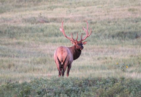 Lower Brule Sioux Tribe Department of Wildlife, Fish & Recreation - Elk