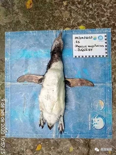海鸟死亡肚子里全是塑料,触目惊心！15.6亿口罩扔进海洋，新冠也在杀死这些动物…（组图） | 今日悉尼 - beeopyer