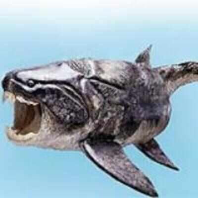 The evolutionary origins of our pretty smile traced