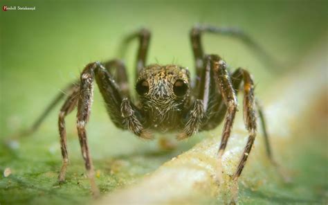 Exploring the Fascinating World of the World's Smallest Spider