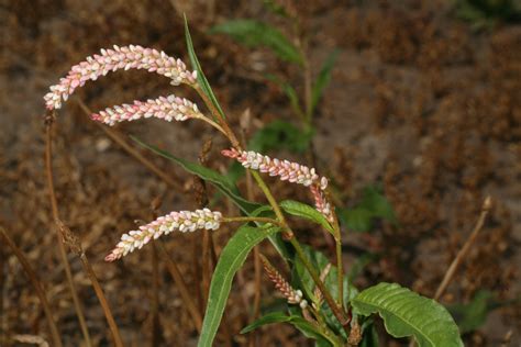 Persicaria maculosa - Alchetron, The Free Social Encyclopedia