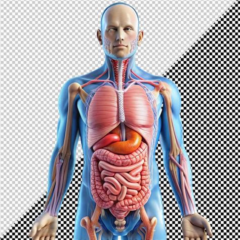 Image result for Digestive System No Background