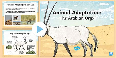 The Arabian Oryx Adaptation PowerPoint (teacher made)