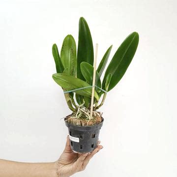 Buy Cattleya Orchids Online India | Cattleya Orchid | Orchid-tree ...