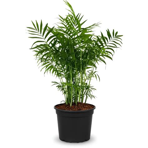 Parlor Palm | Indoor Low Maintenance Plant for Home & Office Décor ...