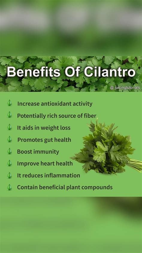 Cilantro Uses And Benefits at Mitchell Dorgan blog