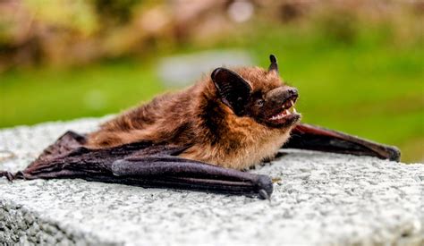 Rabies-infected vampire bats may extend their habitat into the U.S. - Earth.com