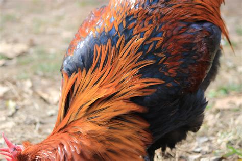 French Black Copper Marans – The Pasture Farms
