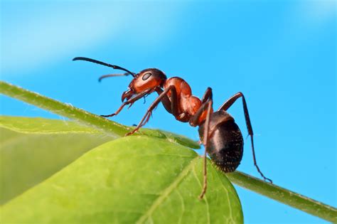 Ants show signs of cognitive sophistication - Earth.com