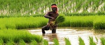 Odisha Grameen Bank - OGB